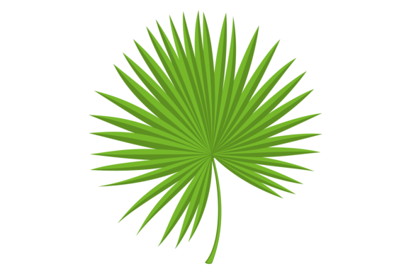 Download Green Fan Leaf. Natural Jungle Palm Bran - Jungle palm Collection